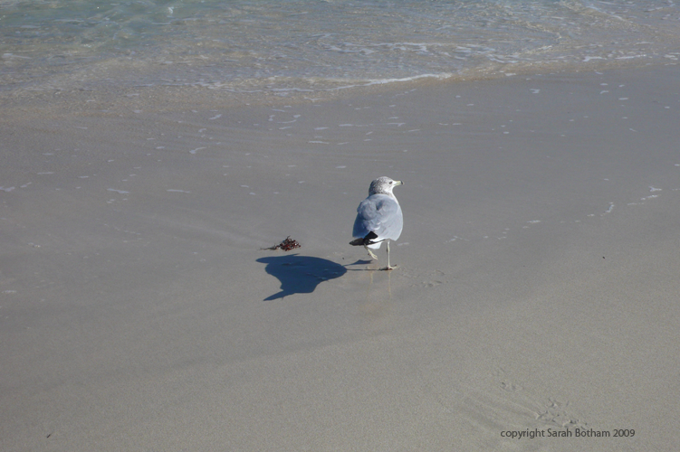 Seagulls_2
