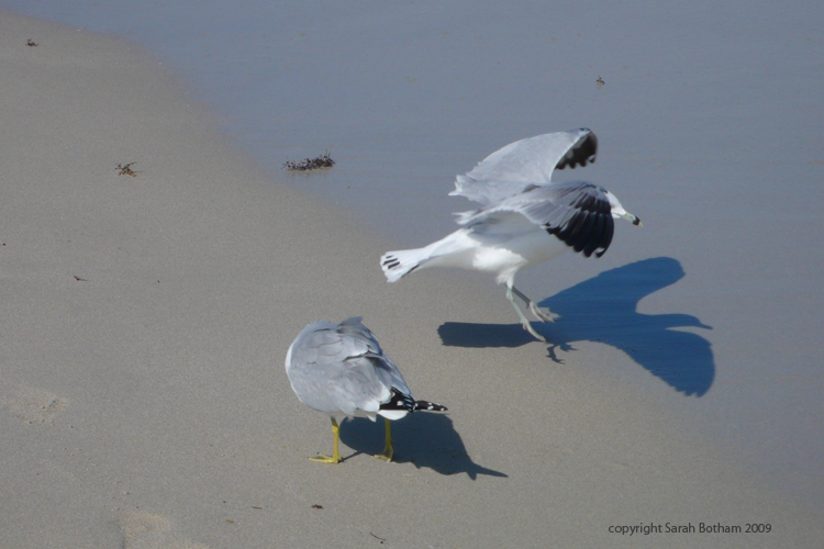 Seagulls_13