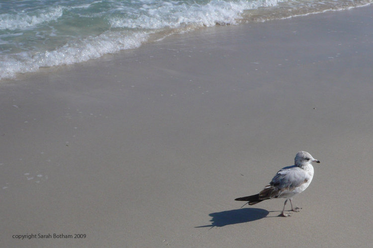 Seagulls_22
